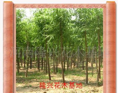 打造價銷售花卉苗木一條龍服務(wù) 大葉女貞的價格、廠家與圖片全解析