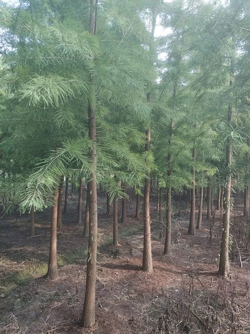 鐘炬強專做水杉 桐鄉市緣緣三杉苗木基地入駐苗木通