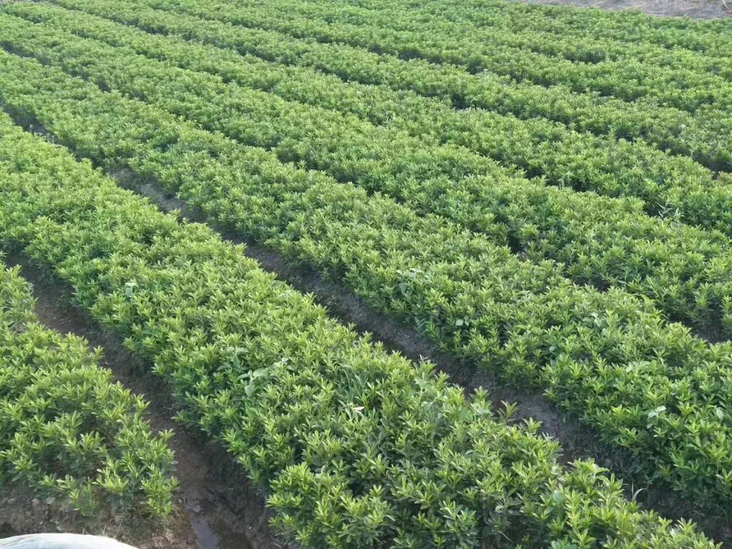 九江博景園林景觀工程 苗木選育與景觀營造的藝術
